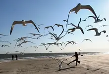 nature beach seagulls 1920x1080 wallpaper Art HD Wallpaper